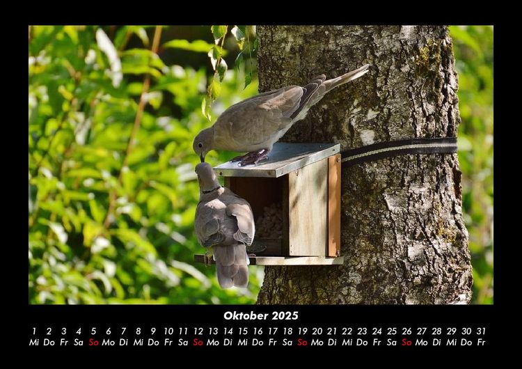 Produktbild: B&auml;ume 2025 Fotokalender DIN A3