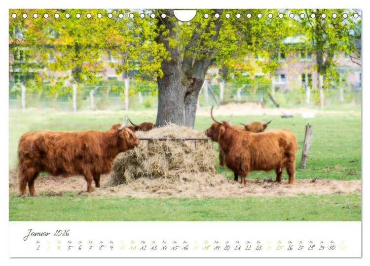 Produktbild: Das Hochlandrind (Wandkalender 2026 DIN A4 quer), CALVENDO Monatskalender