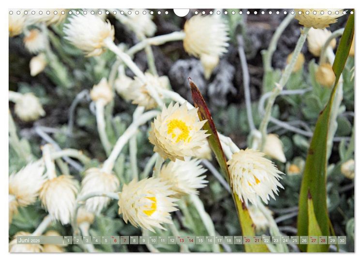 Produktbild: Fynbos - Die einzigartige Flora S&uuml;dafrikas (Wandkalender 2026 DIN A3 quer), CALVENDO Monatskalender