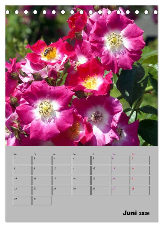 Produktbild: Rosen - Symbol der Liebe und Verehrung (Tischkalender 2026 DIN A5 hoch), CALVENDO Monatskalender