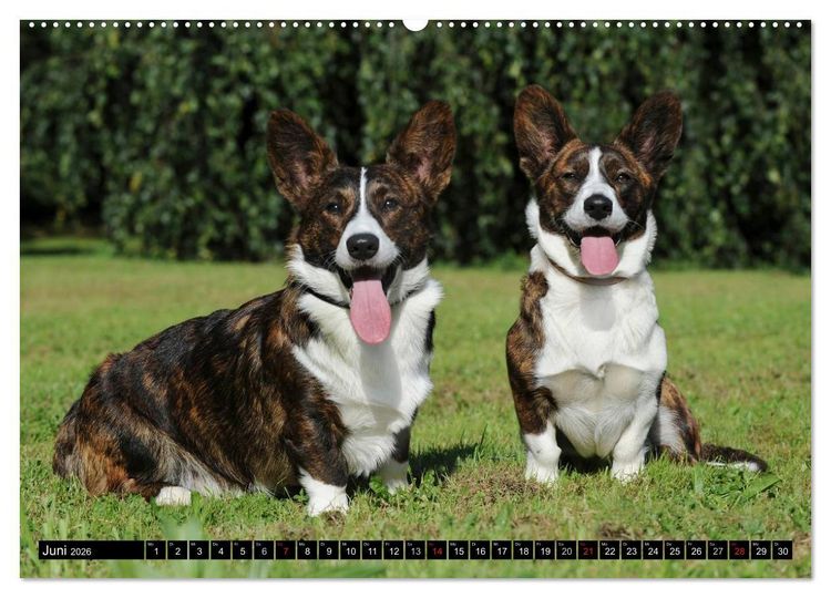 Produktbild: Welsh Corgi - Kobold auf 4 Pfoten (hochwertiger Premium Wandkalender 2026 DIN A2 quer), Kunstdruck in Hochglanz
