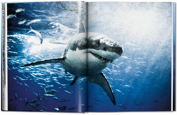 Produktbild: Michael Muller. Sharks