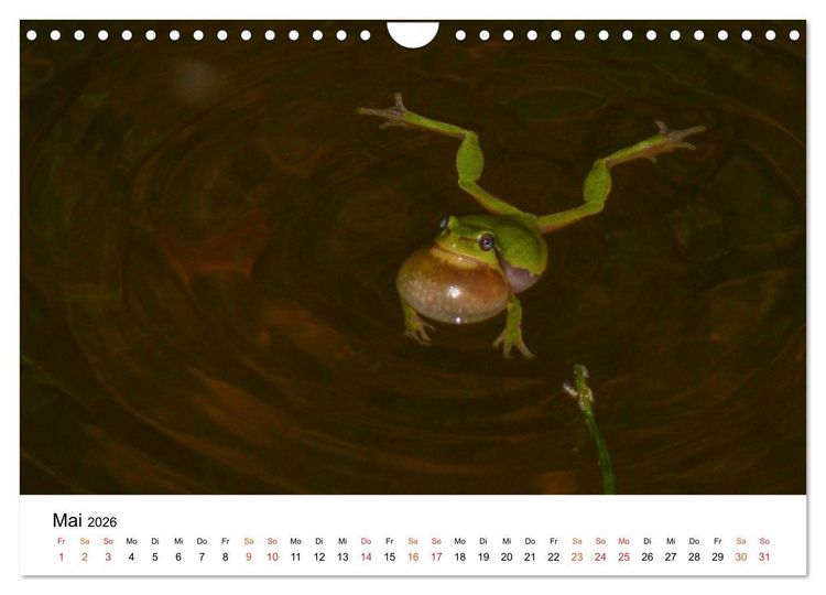 Produktbild: Besucher im Garten - Laubfr&ouml;sche (Wandkalender 2026 DIN A4 quer), CALVENDO Monatskalender