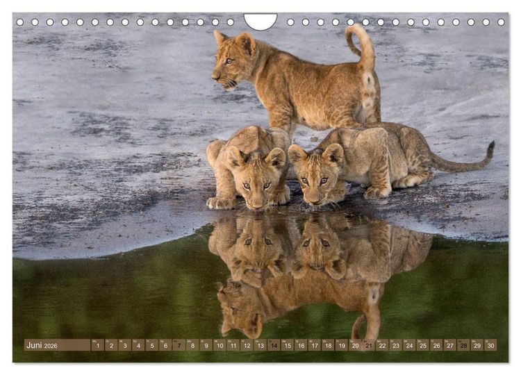 Produktbild: Raubkatzenkinder (Wandkalender 2026 DIN A4 quer), CALVENDO Monatskalender