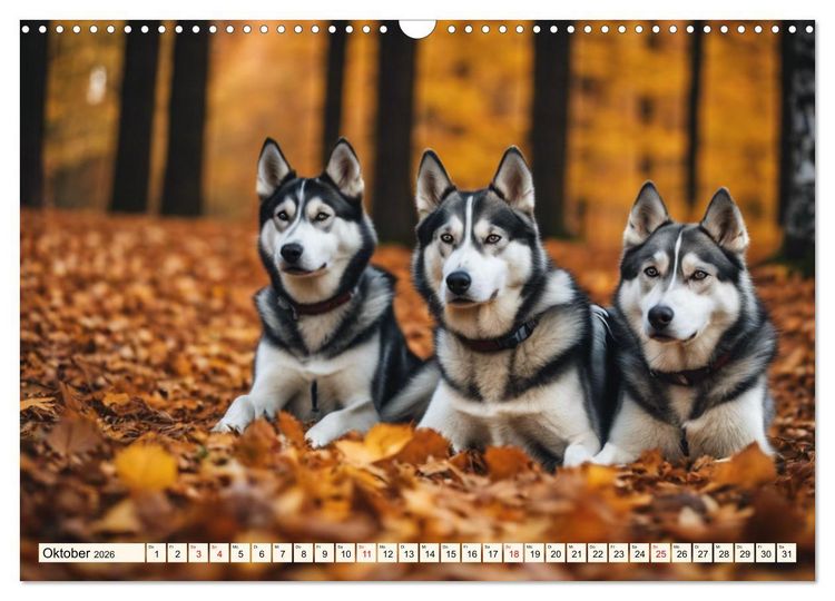 Produktbild: Siberian Huskies - die Extremsportler (Wandkalender 2026 DIN A3 quer), CALVENDO Monatskalender