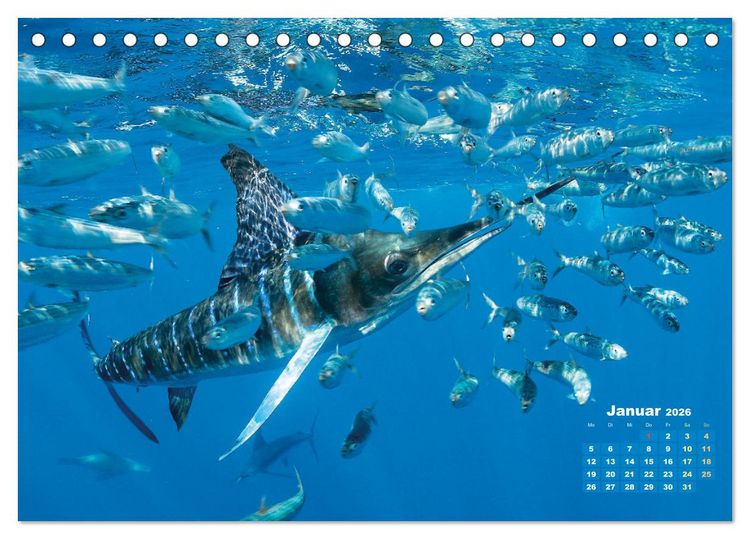 Produktbild: Tiere des Meeres: Faszination Tauchen (Tischkalender 2026 DIN A5 quer), CALVENDO Monatskalender