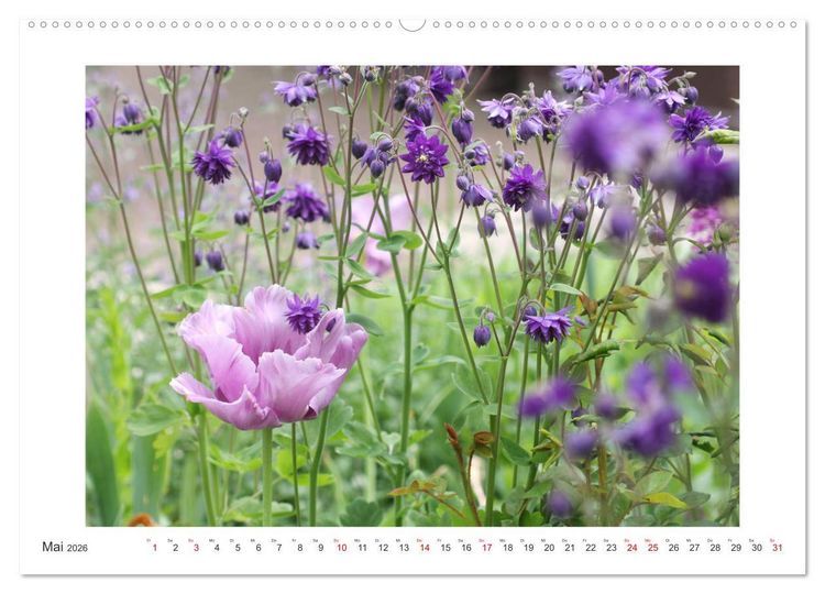 Produktbild: Akeleien im Garten (hochwertiger Premium Wandkalender 2026 DIN A2 quer), Kunstdruck in Hochglanz