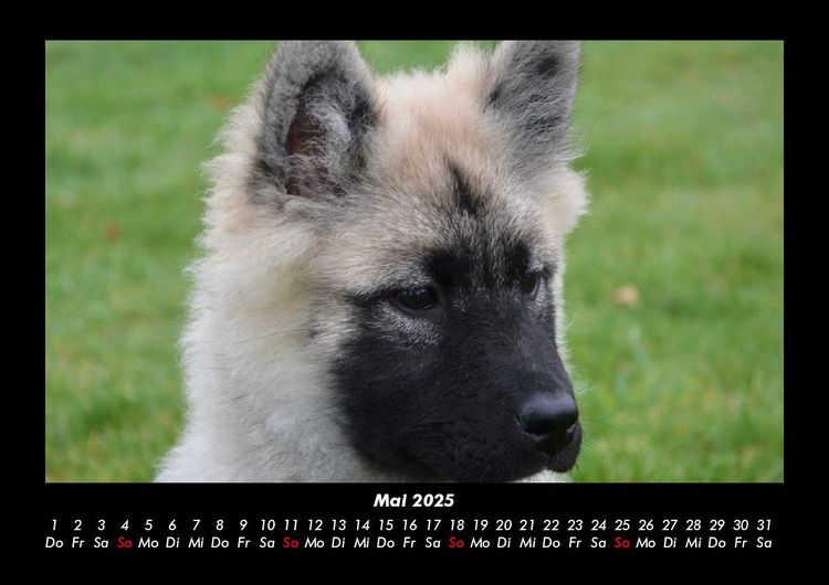 Produktbild: Der Hundekalender 2025 Fotokalender DIN A3