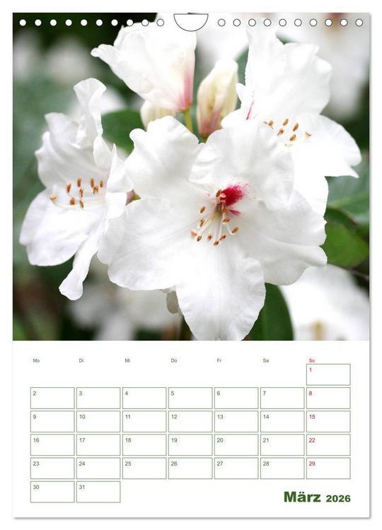 Produktbild: Wei&szlig;e Bl&uuml;ten im Gr&uuml;nen (Wandkalender 2026 DIN A4 hoch), CALVENDO Monatskalender