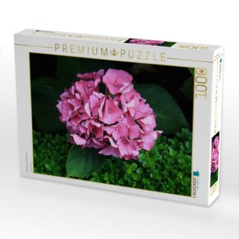 Produktbild: CALVENDO Puzzle Hortensie mit Buchsbaum | 1000 Teile Lege-Gr&ouml;&szlig;e 64x48cm Foto-Puzzle f&uuml;r gl&uuml;ckliche Stunden