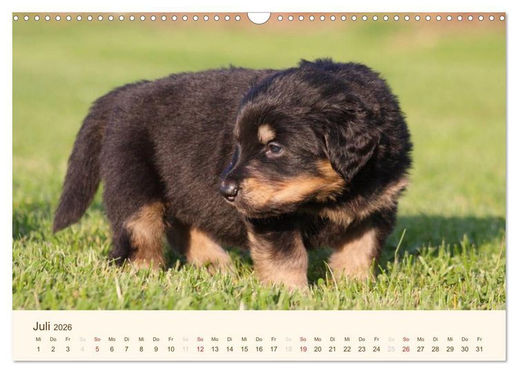 Produktbild: Hovawarte - einmal anders (Wandkalender 2026 DIN A3 quer), CALVENDO Monatskalender