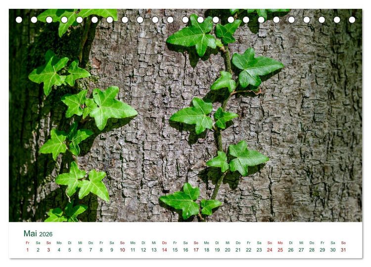 Produktbild: Auw&auml;lder bei Enns (Tischkalender 2026 DIN A5 quer), CALVENDO Monatskalender