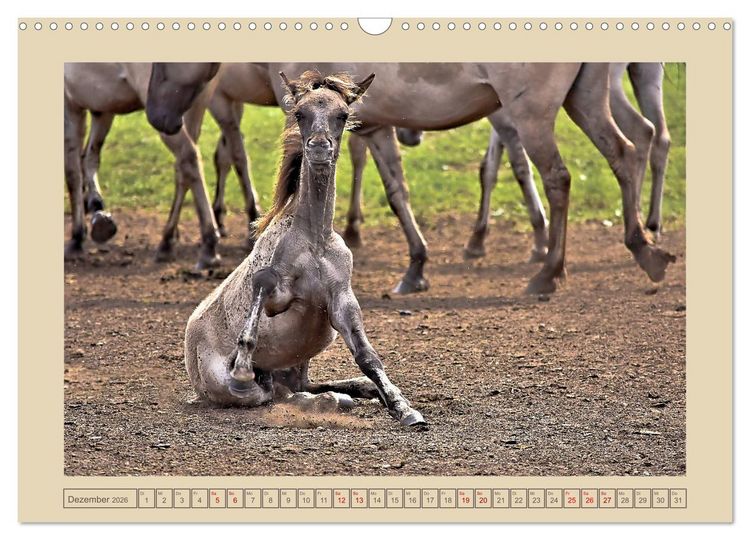 Produktbild: D&uuml;lmener Wildpferde im M&uuml;nsterland (Wandkalender 2026 DIN A3 quer), CALVENDO Monatskalender