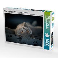 Produktbild: CALVENDO Puzzle B&auml;rige Schmusetiger - Britisch Kurzhaar / CH-Version 1000 Teile Lege-Gr&ouml;&szlig;e 64 x 48 cm Foto-Puzzle Bild von Inge Zimmermann-Probst