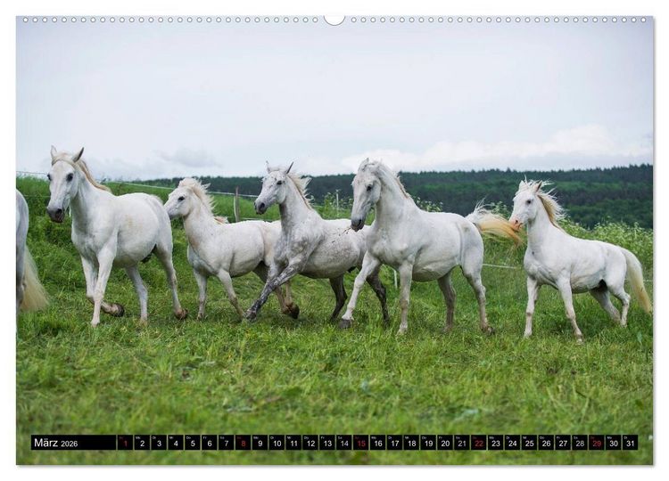 Produktbild: Traumpferd Lipizzaner (hochwertiger Premium Wandkalender 2026 DIN A2 quer), Kunstdruck in Hochglanz