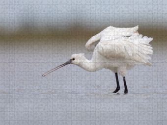 Produktbild: CALVENDO Puzzle L&ouml;ffler, Jungvogel | 1000 Teile Lege-Gr&ouml;&szlig;e 64x48cm Foto-Puzzle f&uuml;r gl&uuml;ckliche Stunden