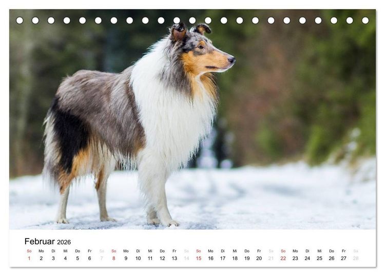 Produktbild: Collies 2026 in Kurz- und Langhaar (Tischkalender 2026 DIN A5 quer), CALVENDO Monatskalender