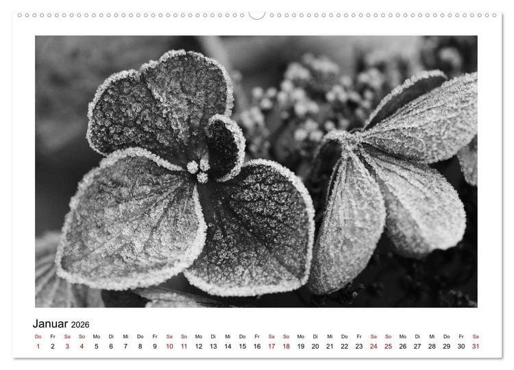 Produktbild: Die grafische Sch&ouml;nheit der Pflanzen &ndash; Schwarz-Wei&szlig; (hochwertiger Premium Wandkalender 2026 DIN A2 quer), Kunstdruck in Hochglanz