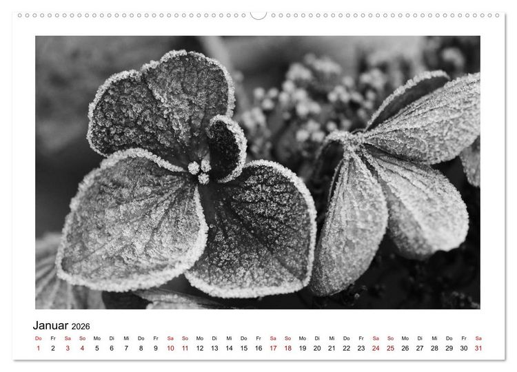 Produktbild: Die grafische Sch&ouml;nheit der Pflanzen &ndash; Schwarz-Wei&szlig; (Wandkalender 2026 DIN A2 quer), CALVENDO Monatskalender