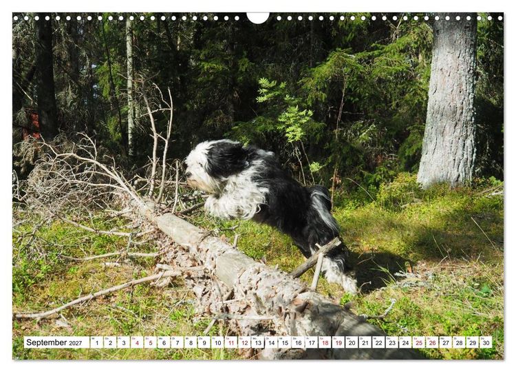Produktbild: Tibet-Terrier - Eine Hunderasse mit Charakter (Wandkalender 2027 DIN A3 quer), CALVENDO Monatskalender