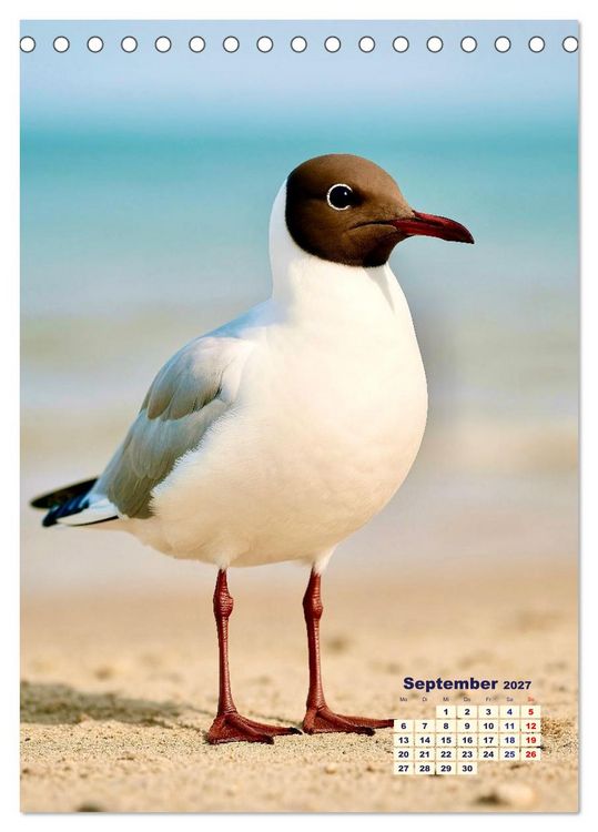 Produktbild: Seev&ouml;gel an der Nordsee (Tischkalender 2027 DIN A5 hoch), CALVENDO Monatskalender