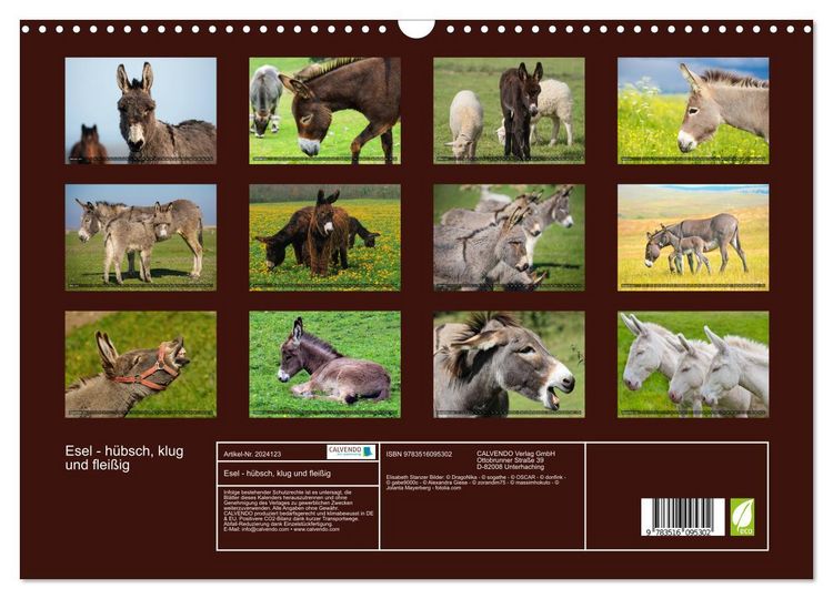 Produktbild: Esel - h&uuml;bsch, klug und flei&szlig;ig (Wandkalender 2026 DIN A3 quer), CALVENDO Monatskalender