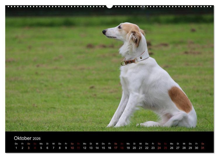 Produktbild: Der Silken Windsprite - ein Seelenhund (hochwertiger Premium Wandkalender 2026 DIN A2 quer), Kunstdruck in Hochglanz