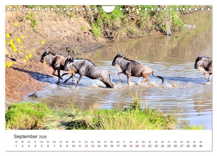 Produktbild: Kenia - Ein Land wie Afrika (Wandkalender 2026 DIN A4 quer), CALVENDO Monatskalender