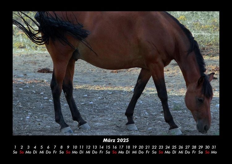 Produktbild: Pferdetraum 2025 Fotokalender DIN A3
