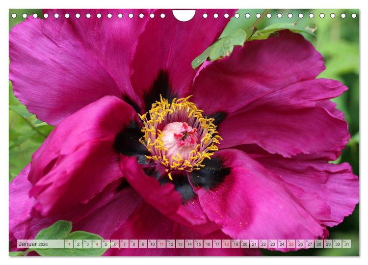 Produktbild: PFINGSTROSEN Rosen ohne Dornen (Wandkalender 2026 DIN A4 quer), CALVENDO Monatskalender