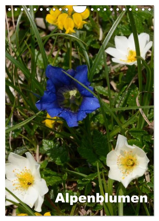 Produktbild: Alpenblumen (Wandkalender 2026 DIN A4 hoch), CALVENDO Monatskalender