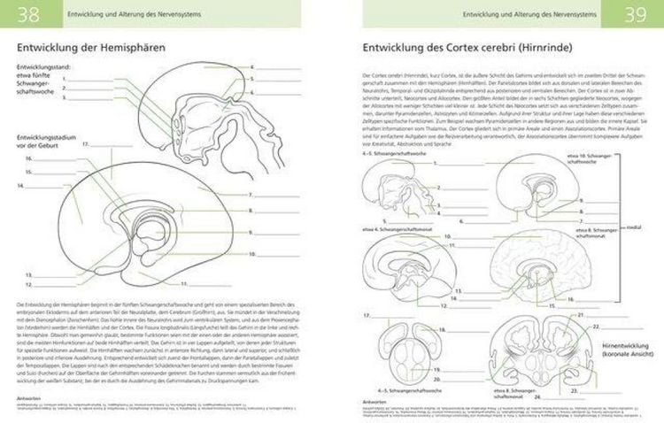 Produktbild: DAS LEHRBUCH VOM MENSCHLICHEN GEHIRN