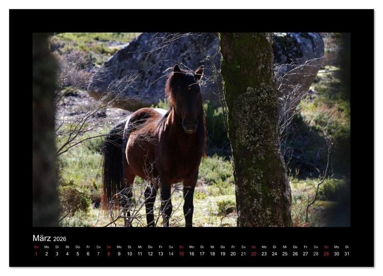 Produktbild: Garranos - Bedrohte Wildpferde Europas (hochwertiger Premium Wandkalender 2026 DIN A2 quer), Kunstdruck in Hochglanz