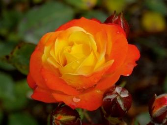 Produktbild: CALVENDO Puzzle Orange gelbe Rose | 1000 Teile Lege-Gr&ouml;&szlig;e 64x48cm Foto-Puzzle f&uuml;r gl&uuml;ckliche Stunden