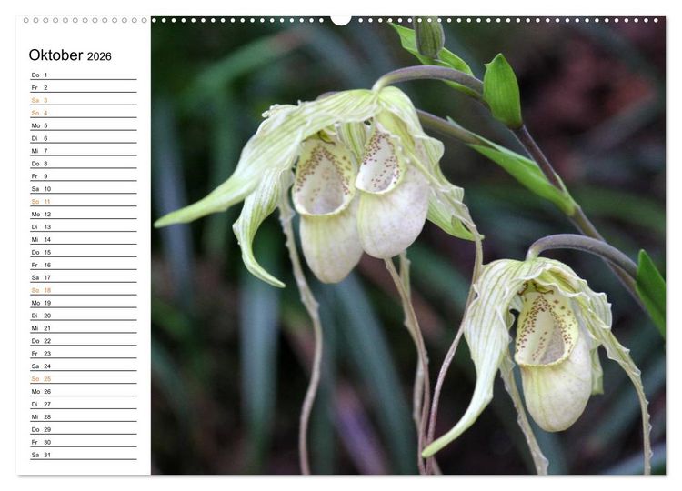 Produktbild: Prachtvolle Orchideen (hochwertiger Premium Wandkalender 2026 DIN A2 quer), Kunstdruck in Hochglanz