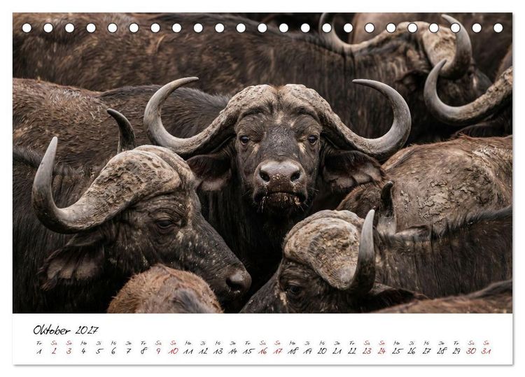 Produktbild: Better Together - Herdenmomente (Tischkalender 2027 DIN A5 quer), CALVENDO Monatskalender
