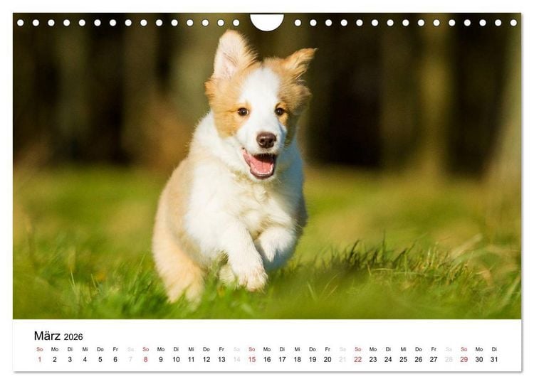 Produktbild: Border Collies 2026 (Wandkalender 2026 DIN A4 quer), CALVENDO Monatskalender