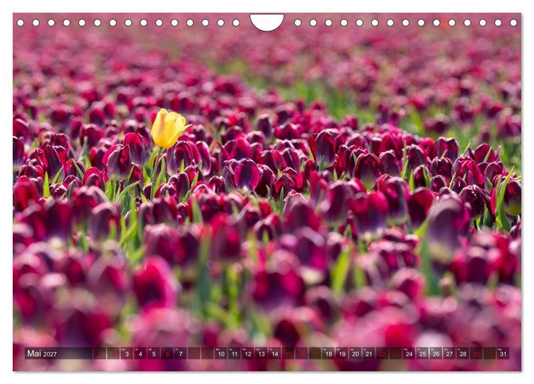Produktbild: Tulpen - Hollands Stolz (Wandkalender 2027 DIN A4 quer), CALVENDO Monatskalender