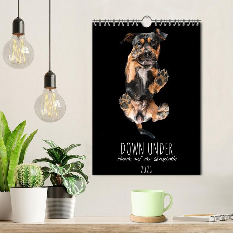 Produktbild: Down Under - Hunde auf der Glasplatte (Wandkalender 2026 DIN A4 hoch), CALVENDO Monatskalender