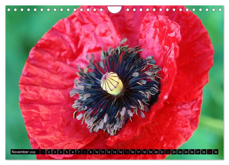 Produktbild: Mohnbl&uuml;ten-Portr&auml;ts (Wandkalender 2026 DIN A4 quer), CALVENDO Monatskalender