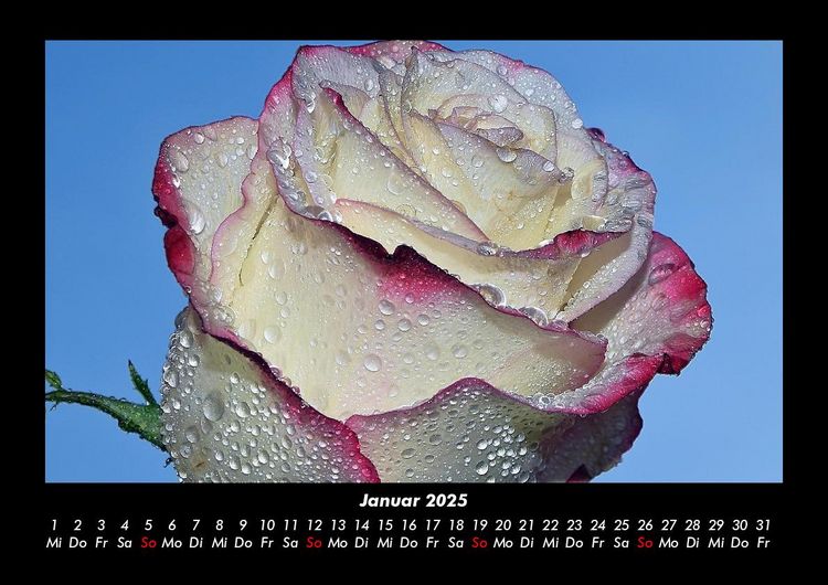 Produktbild: Rosentraum 2025 Fotokalender DIN A3