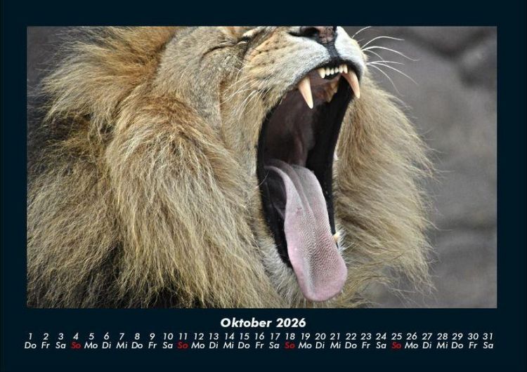 Produktbild: L&ouml;wen in der Wildnis 2026 Fotokalender DIN A4