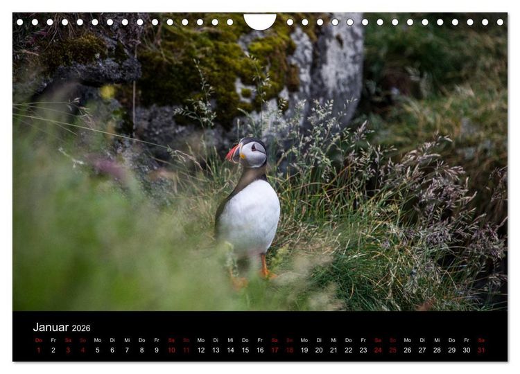 Produktbild: Puffins - V&ouml;gel des Nordens (Wandkalender 2026 DIN A4 quer), CALVENDO Monatskalender