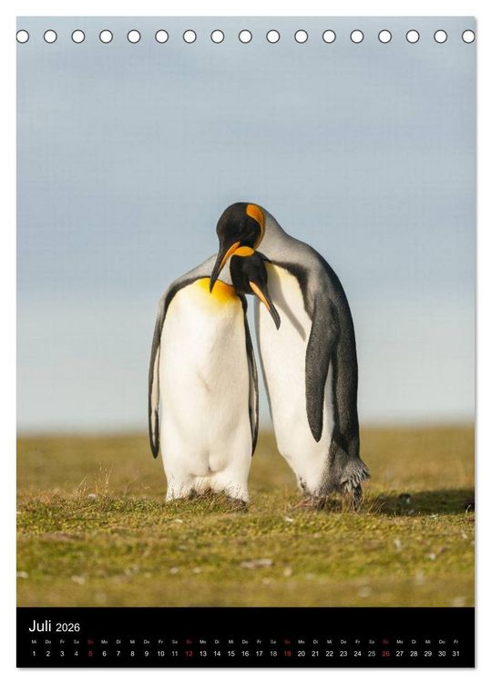 Produktbild: Pinguine - Wackeln im Thermo-Frack (Tischkalender 2026 DIN A5 hoch), CALVENDO Monatskalender