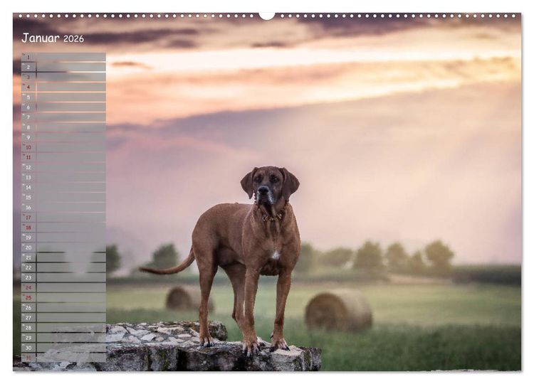 Produktbild: Rhodesian Ridgeback - Herzen auf vier Pfoten (hochwertiger Premium Wandkalender 2026 DIN A2 quer), Kunstdruck in Hochglanz