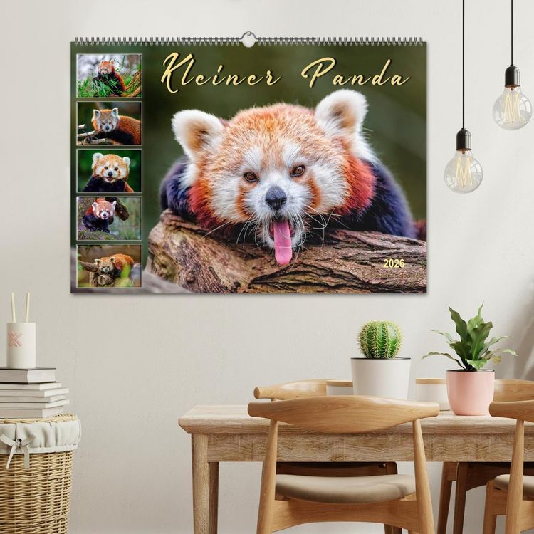 Produktbild: Kleiner Panda (Wandkalender 2026 DIN A2 quer), CALVENDO Monatskalender