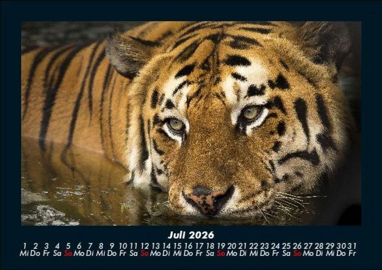 Produktbild: Tiger 2026 Fotokalender DIN A5