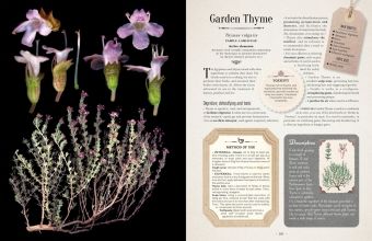 Produktbild: 100 Plants That Heal
