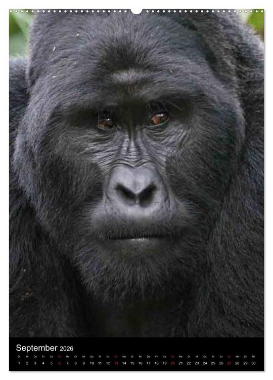 Produktbild: Gorillas (hochwertiger Premium Wandkalender 2026 DIN A2 hoch), Kunstdruck in Hochglanz