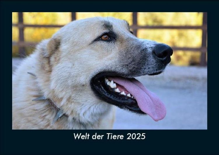 Produktbild: Welt der Tiere 2025 Fotokalender DIN A5